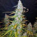 Californian Snow Auto (FastBuds) Feminiserade