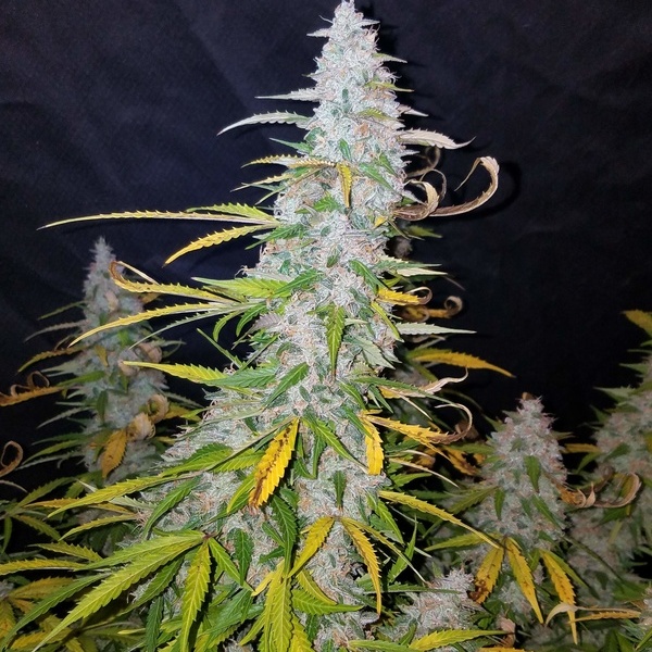 Californian Snow Auto (FastBuds) Feminiserade