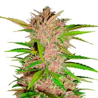 FastBerry Auto (FastBuds) feminiserade