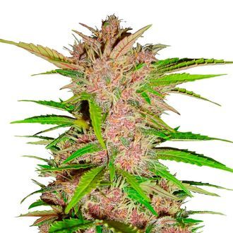 FastBerry Auto (FastBuds) Feminiserade