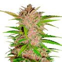 FastBerry Auto (FastBuds) Feminiserade