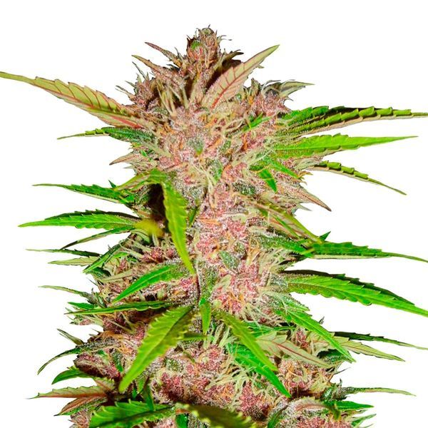 FastBerry Auto (FastBuds) Feminiserade