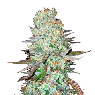 G14 Auto (FastBuds) feminiserade