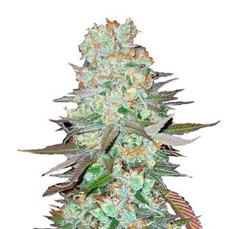 G14 Auto (FastBuds) Feminiserade