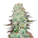 G14 Auto (FastBuds) Feminiserade
