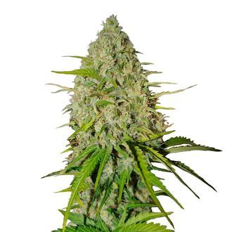 Grapefruit Auto (FastBuds) Feminiserade
