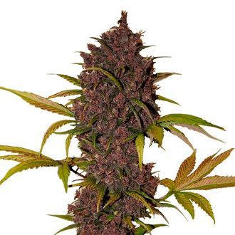 LSD-25 Auto (FastBuds) Feminiserade