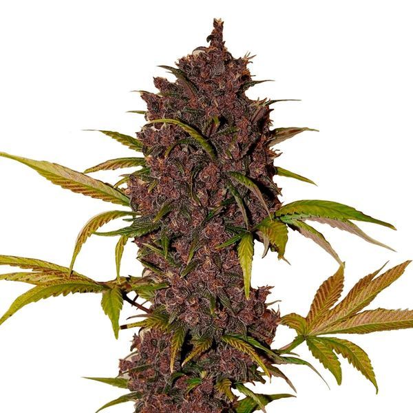 LSD-25 Auto (FastBuds) Feminiserade