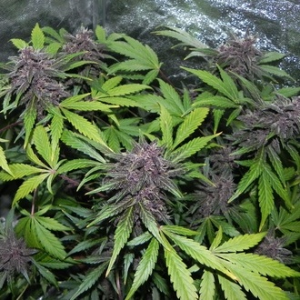 LSD-25 Auto (FastBuds) Feminiserade