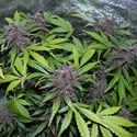 LSD-25 Auto (FastBuds) Feminiserade