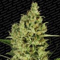 Delahaze (Paradise Seeds) Feminiserade
