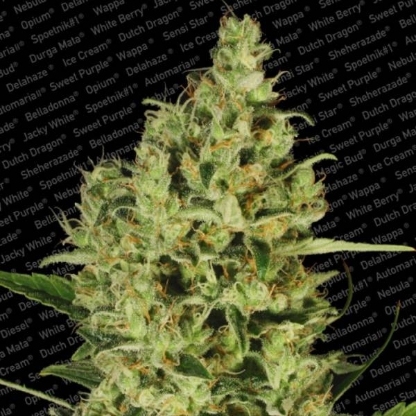 Delahaze (Paradise Seeds) Feminiserade