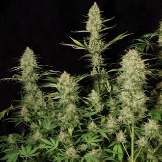 Delahaze (Paradise Seeds) Feminiserade