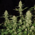 Delahaze (Paradise Seeds) Feminiserade