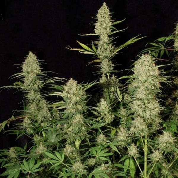Delahaze (Paradise Seeds) Feminiserade
