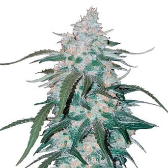 Pineapple Express Auto (FastBuds) Feminiserade