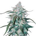 Pineapple Express Auto (FastBuds) Feminiserade
