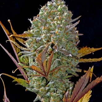 Pineapple Express Auto (FastBuds) Feminiserade