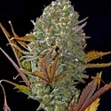 Pineapple Express Auto (FastBuds) Feminiserade
