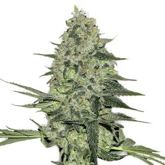 Rhino Ryder Auto (FastBuds) feminiserade