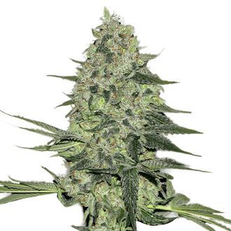 Rhino Ryder Auto (FastBuds) Feminiserade