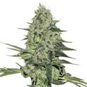 Rhino Ryder Auto (FastBuds) Feminiserade