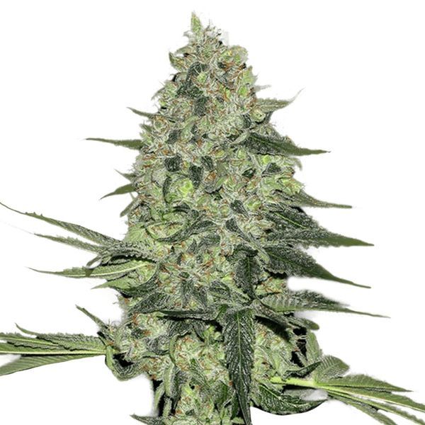 Rhino Ryder Auto (FastBuds) Feminiserade