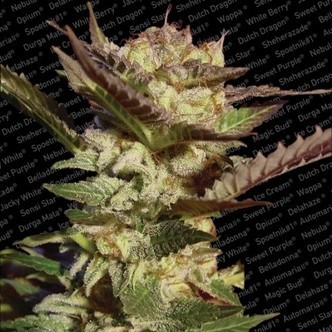 Durga Mata (Paradise Seeds) feminiserade
