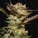 Durga Mata (Paradise Seeds) Feminiserade