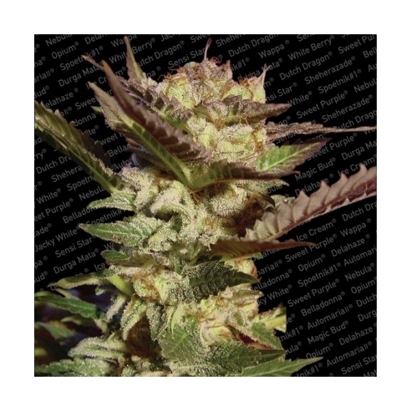 Durga Mata (Paradise Seeds) Feminiserade