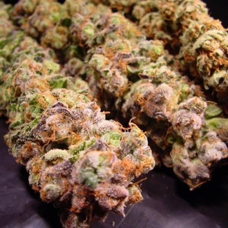 Durga Mata (Paradise Seeds) Feminiserade