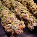 Durga Mata (Paradise Seeds) Feminiserade