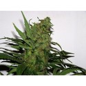 Durga Mata (Paradise Seeds) Feminiserade