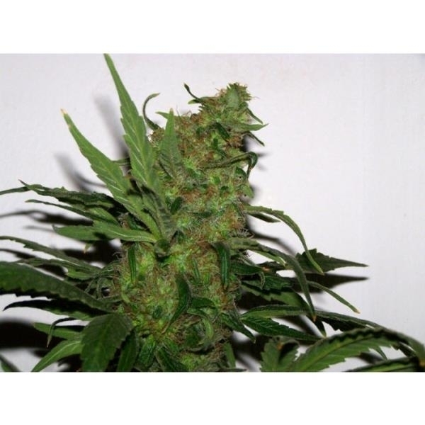 Durga Mata (Paradise Seeds) Feminiserade