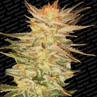 Ice Cream (Paradise Seeds) Feminiserade