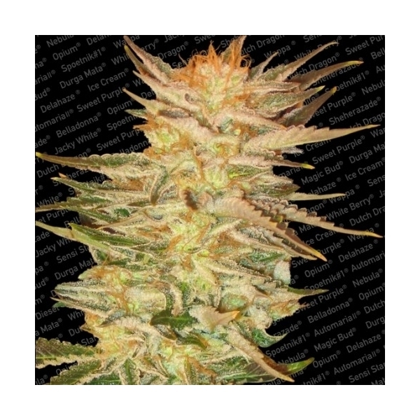 Ice Cream (Paradise Seeds) Feminiserade