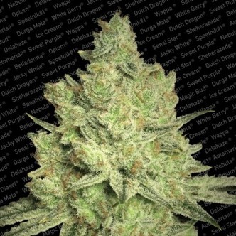 Jacky White (Paradise Seeds) feminiserade