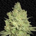 Jacky White (Paradise Seeds) Feminiserade