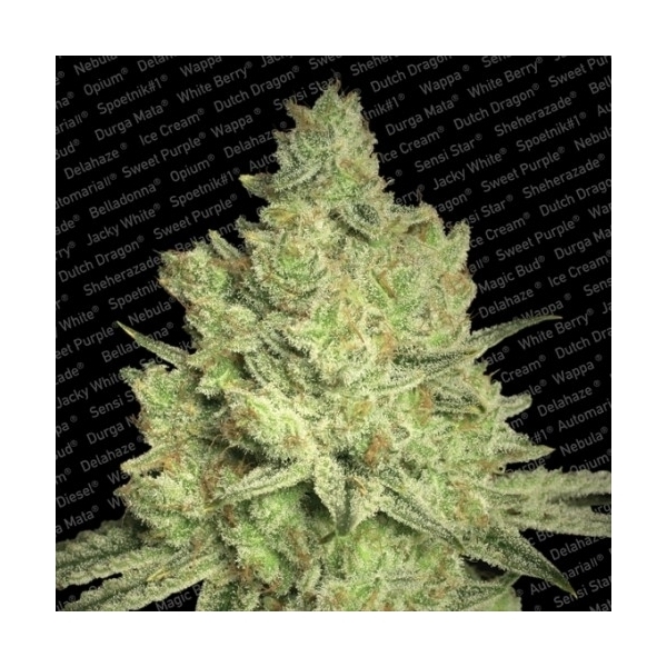 Jacky White (Paradise Seeds) Feminiserade