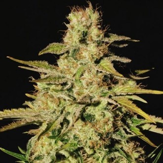 Jacky White (Paradise Seeds) Feminiserade