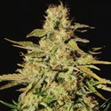 Jacky White (Paradise Seeds) Feminiserade