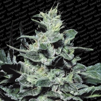 Nebula (Paradise Seeds) feminiserade cannabisfr&ouml;n