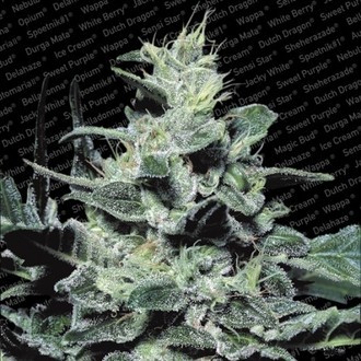Nebula (Paradise Seeds) Feminiserade