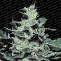 Nebula (Paradise Seeds) Feminiserade