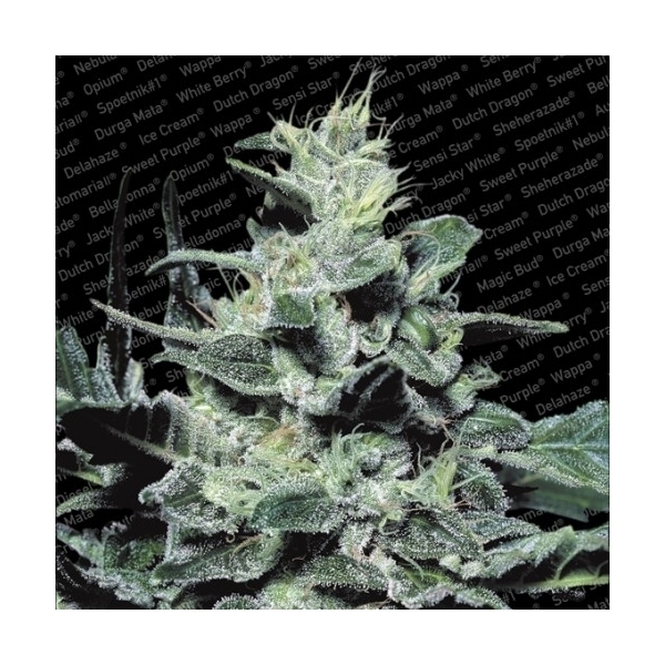Nebula (Paradise Seeds) Feminiserade