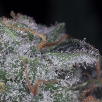 Nebula (Paradise Seeds) Feminiserade