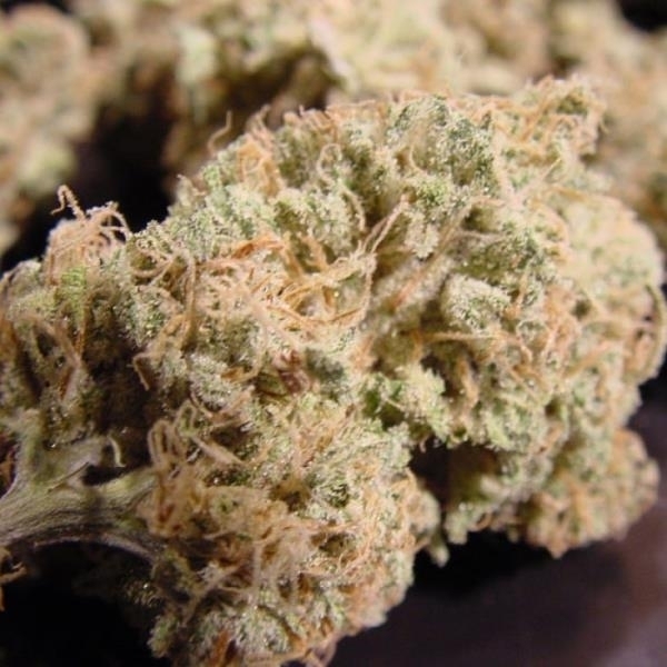 Nebula (Paradise Seeds) Feminiserade