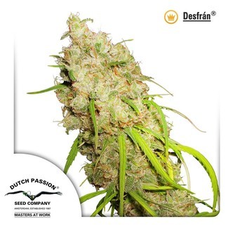 Desfr&aacute;n (Dutch Passion) feminiserade cannabisfr&ouml;n