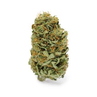 Amnesia Haze (Zamnesia Seeds) Feminiserade
