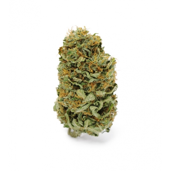 Amnesia Haze (Zamnesia Seeds) Feminiserade